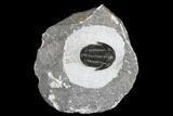 Detailed Gerastos Trilobite Fossil - Morocco #173760-1